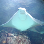 Caesars Aquarium
