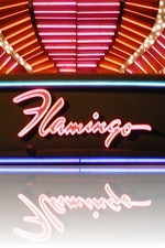 Flamingo at Night