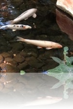 Flamingo Wildlife Habitat Vegas Koi Pond