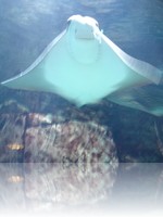 Caesars Palace Aquarium