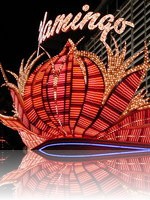 Flamingo at Night