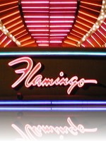 Flamingo at Night