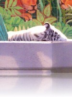 The Mirage Tigers