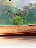 The Mirage Front Desk Aquarium