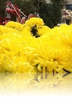 Bellagio Conservatory Fall