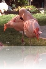 Flamingo Wildlife Habitat Vegas