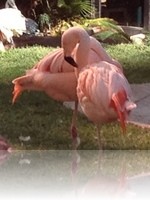Flamingo Wildlife Habitat Vegas