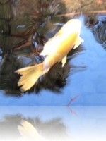 Flamingo Wildlife Habitat Vegas Koi Pond