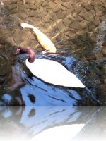 Flamingo Wildlife Habitat Vegas Koi Pond