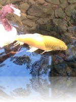 Flamingo Wildlife Habitat Vegas Koi Pond