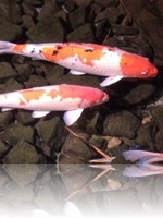 Flamingo Wildlife Habitat Vegas Koi Pond